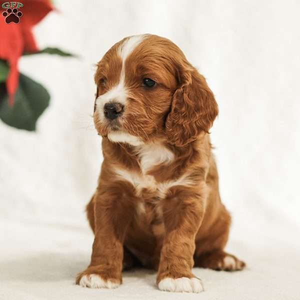 Drew, Cockapoo Puppy